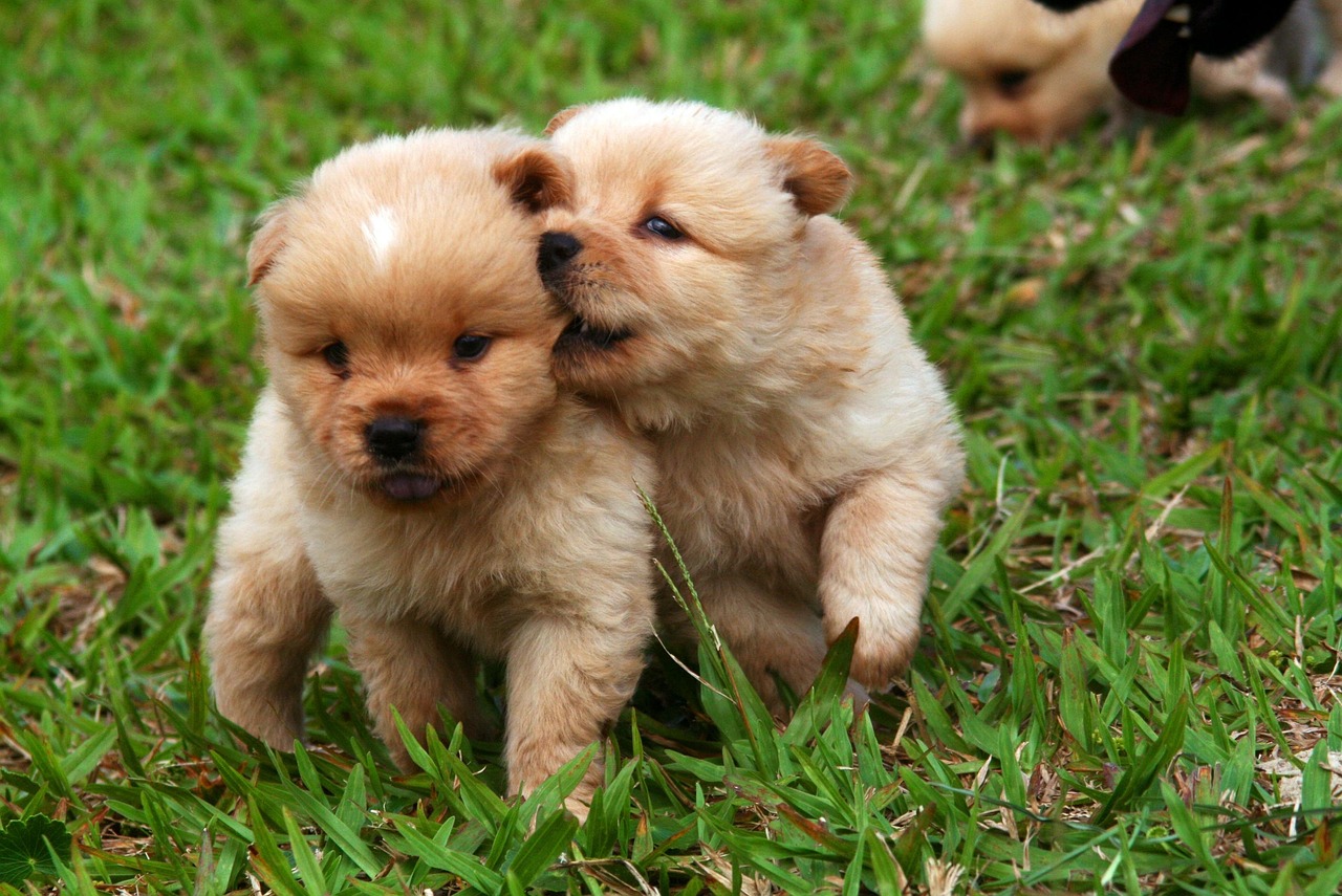 Pet Nutrition